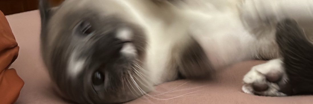 lil_introvert2's profile banner image