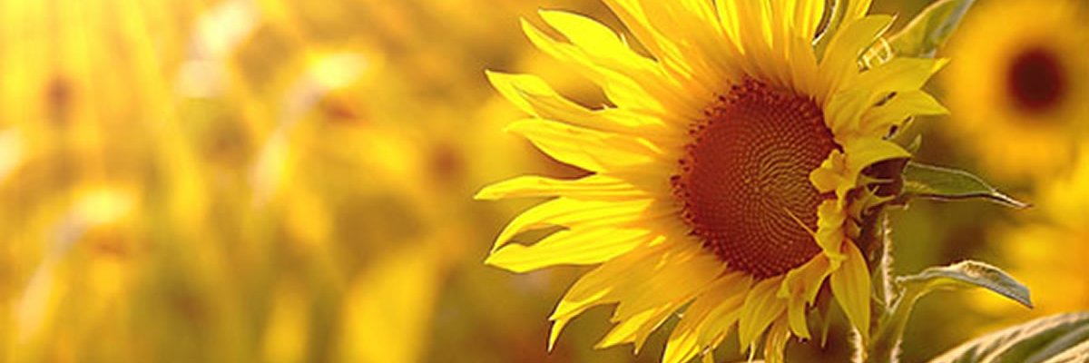 drika_nasc's profile banner image