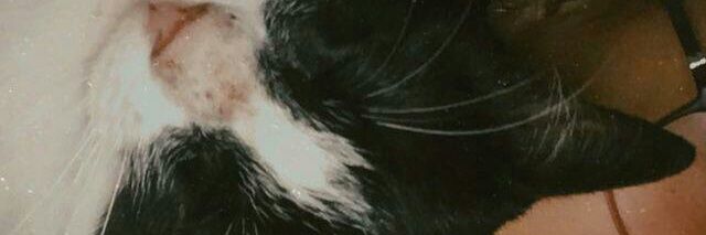 RhoSoliani's profile banner image