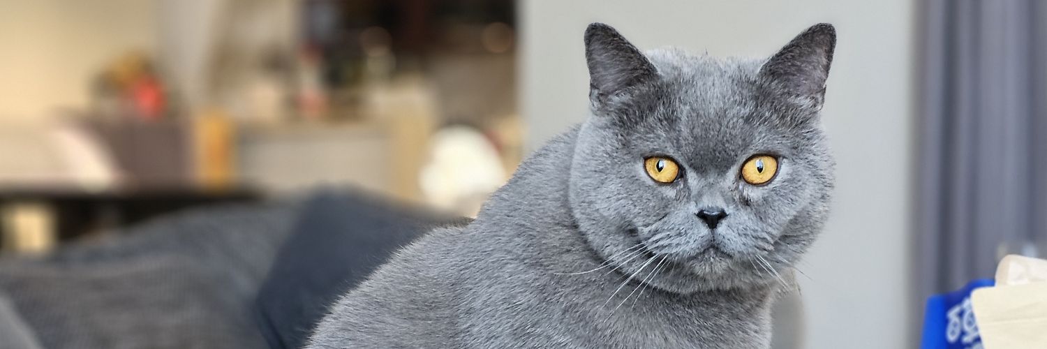 oschina's profile banner image