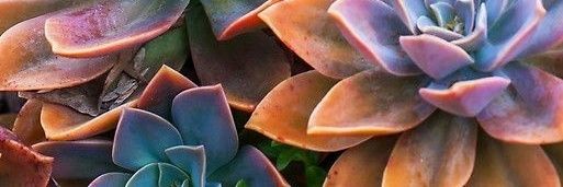 Camiobelli's profile banner image