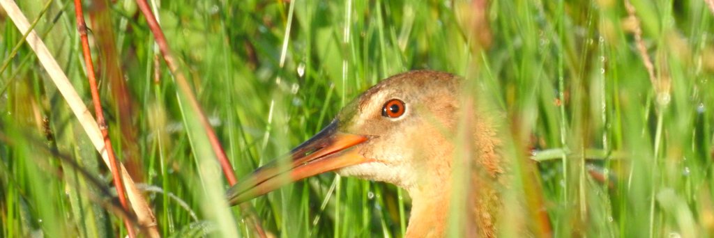 MoRiverBirdObs's profile banner image