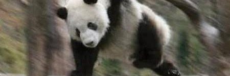 Guy Bones 🦴🍖🦴 banner