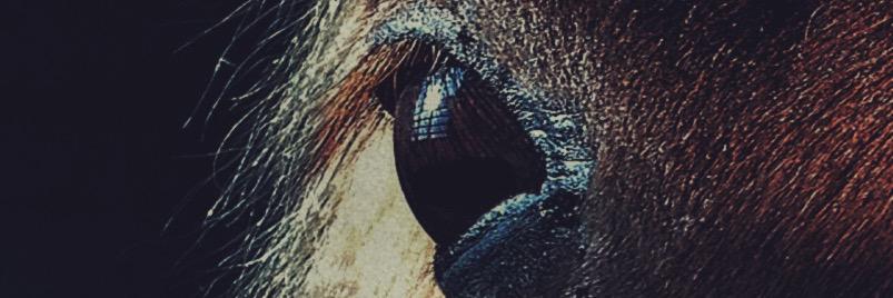 CarmenLauncher's profile banner image