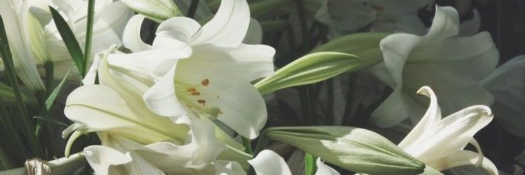 Lelys Sweetheart🤍 banner