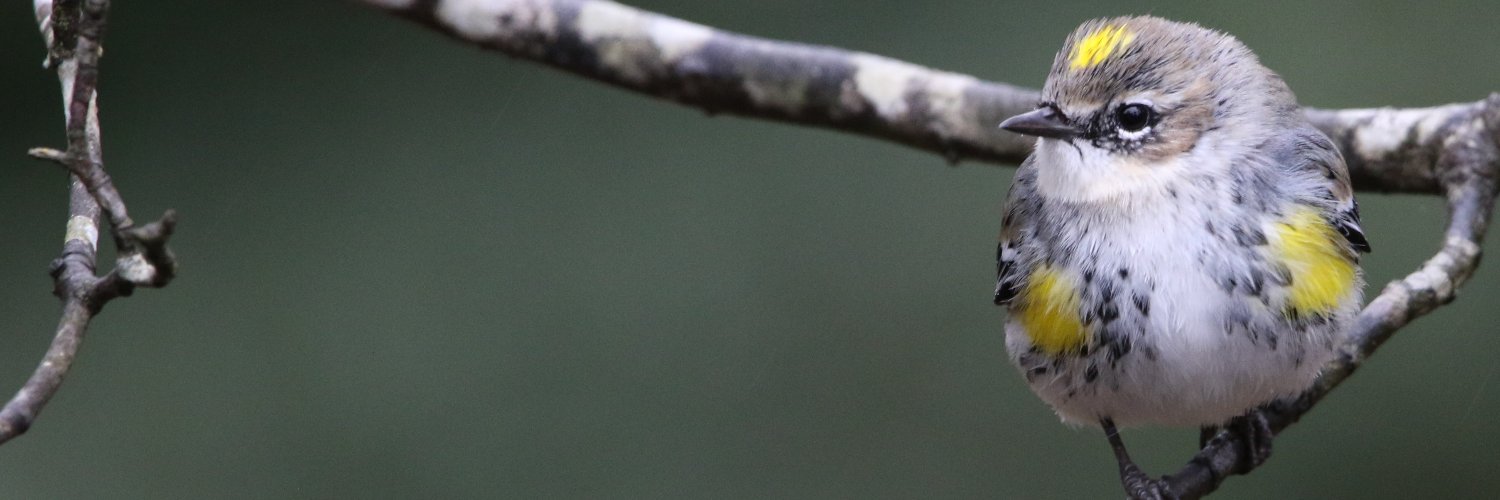 WellBirding's profile banner image