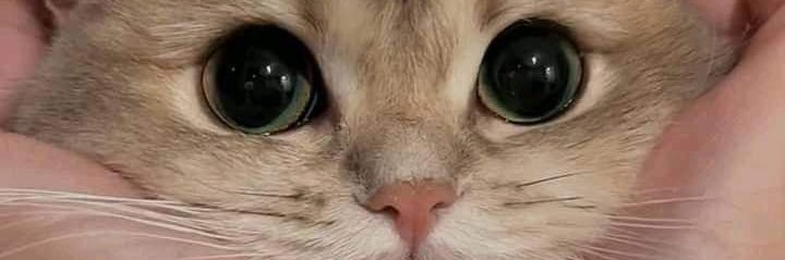 asrii_a's profile banner image