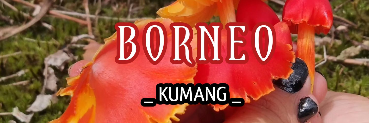 Kumang banner