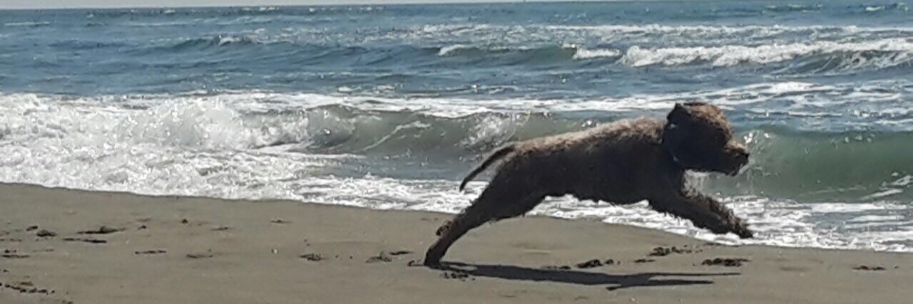 paolo tasselli banner