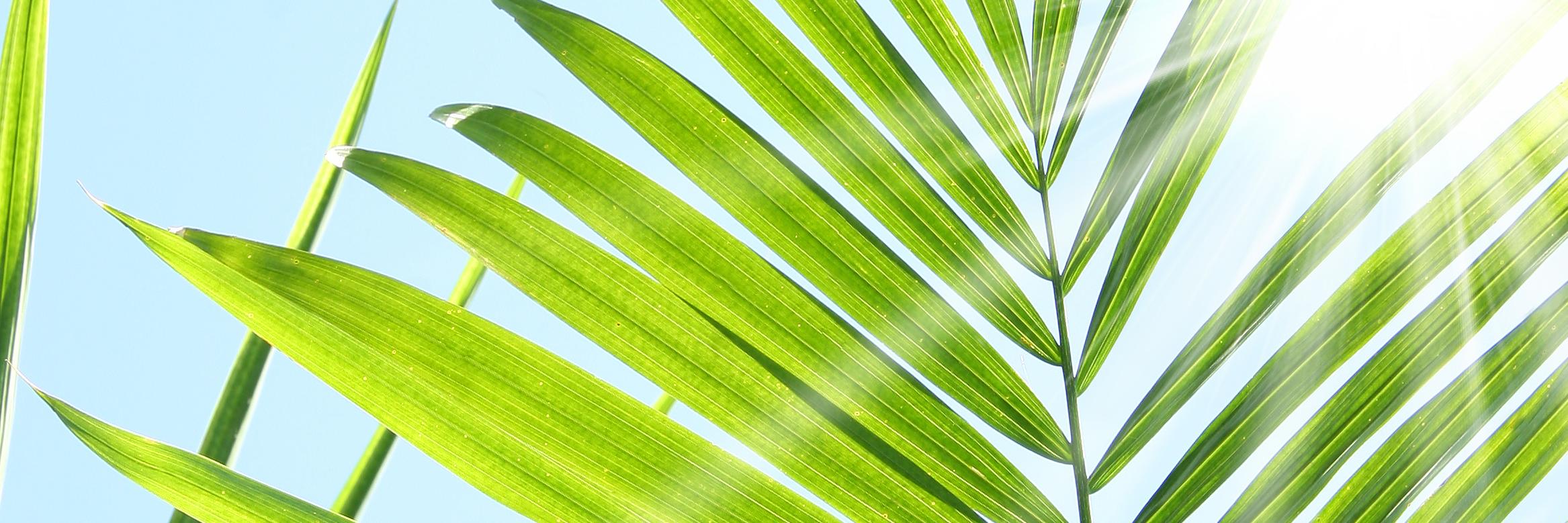 hellocapin's profile banner image