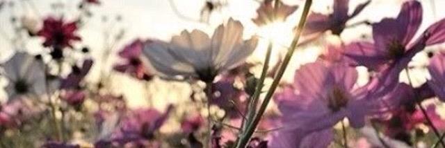 sydney0826's profile banner image