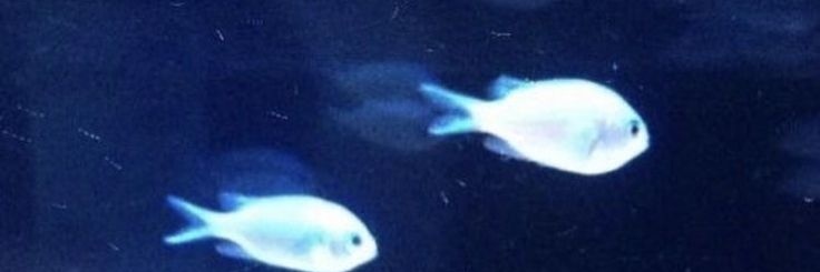 zaschie²⁶|🪸📚🖊 banner