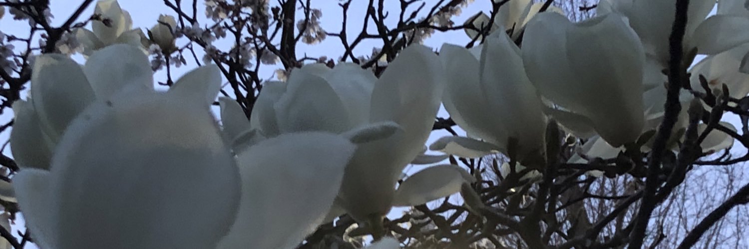 minchaku's profile banner image
