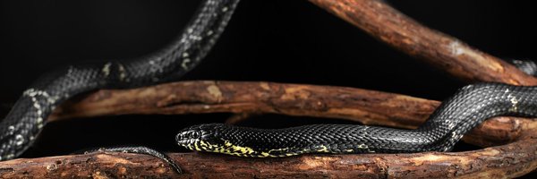 NFM417 Profile Banner