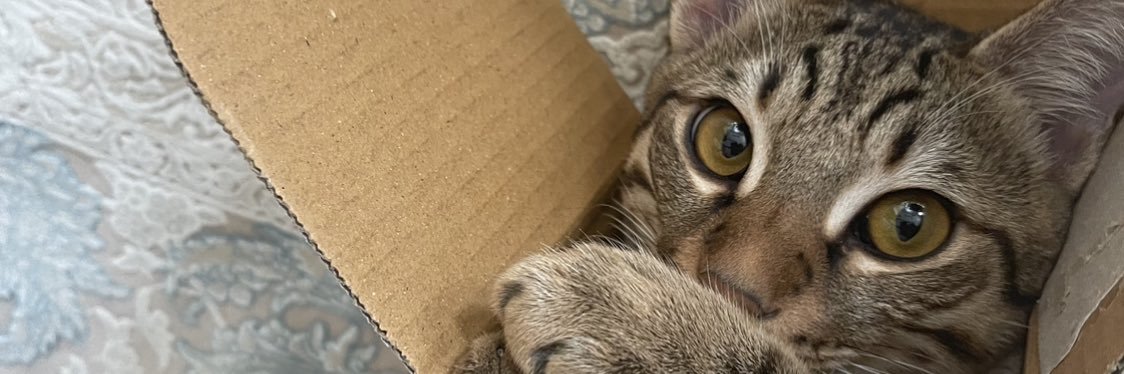 ida🐈‍⬛ banner