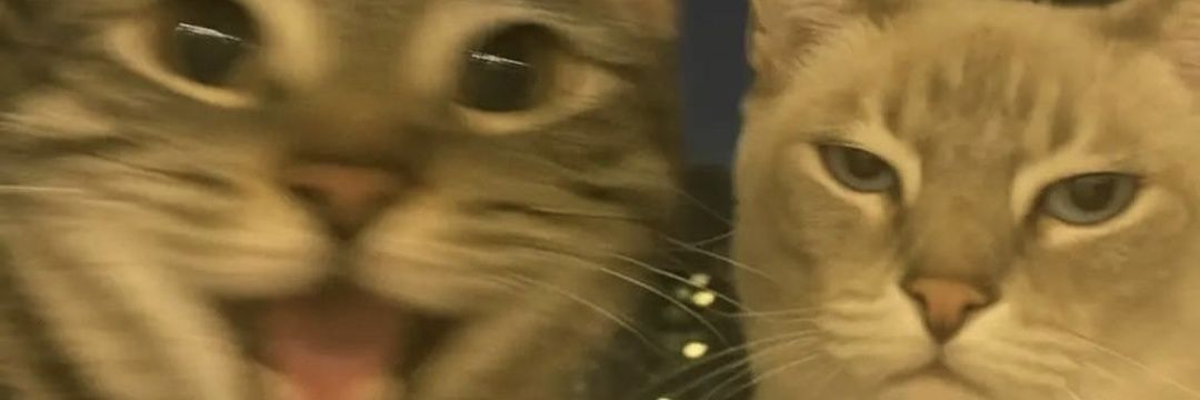 mel banner