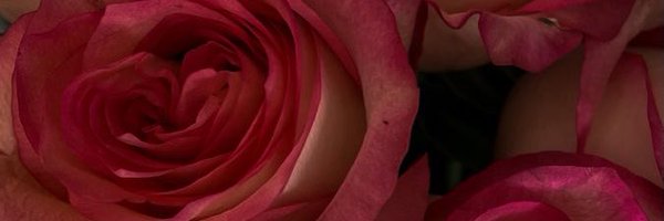 gimmesomered Profile Banner