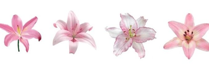 moyii o__𖹭 banner