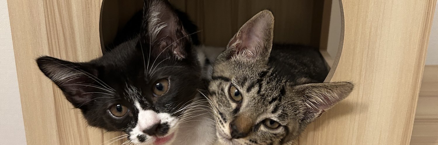 もんか｜仔猫2匹のために働くフリーランス🐾 banner