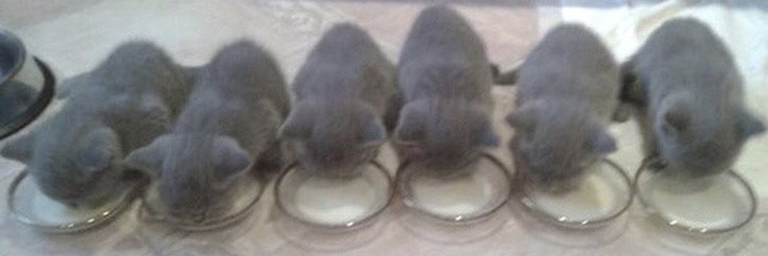 Thought daughter banner