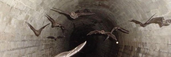 Kushimflow Profile Banner