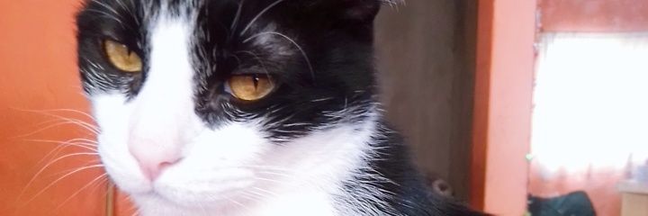 andreagussay's profile banner image
