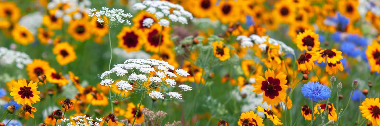 TheWildMother_'s profile banner image