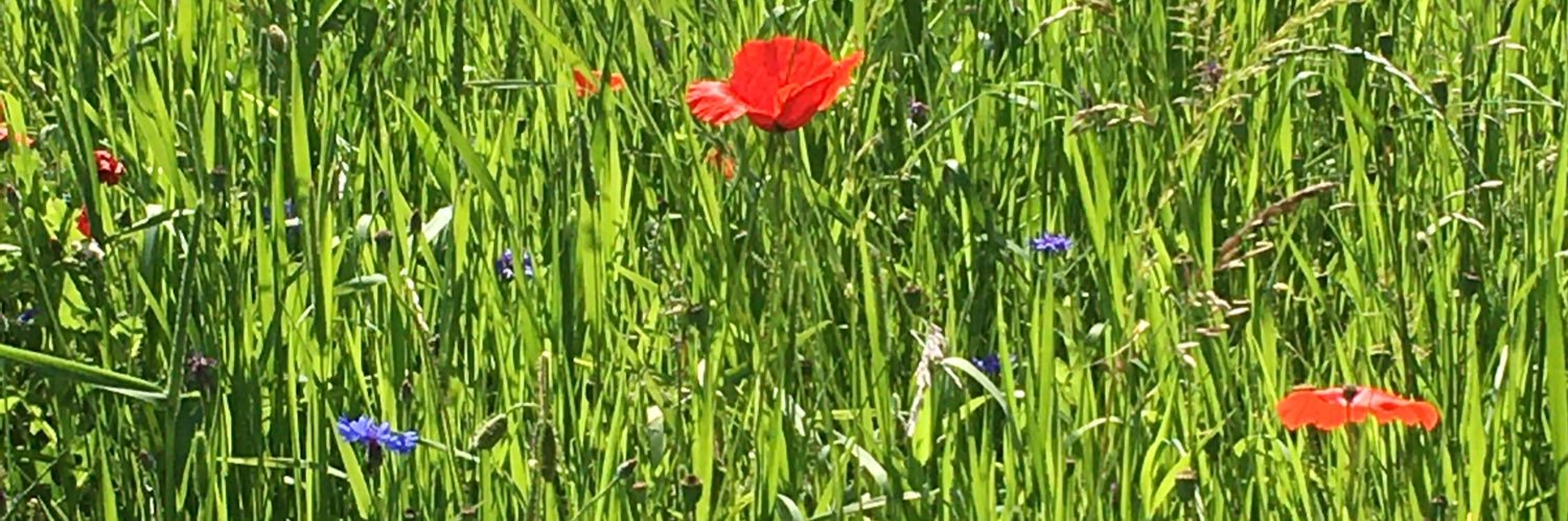 FranFranbert's profile banner image