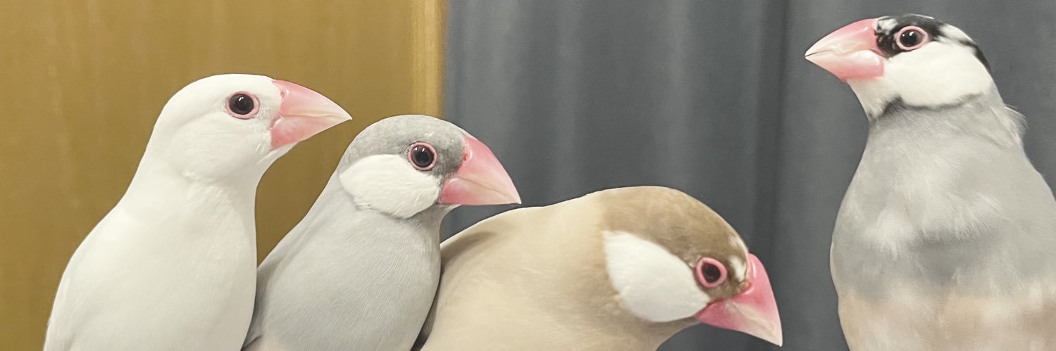 とりこ🐓 banner