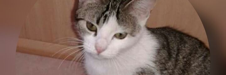 InocentesHuelva's profile banner image