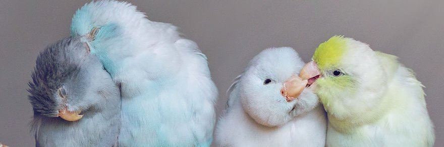 🎨 Arts - Nature 🕊️'s banner