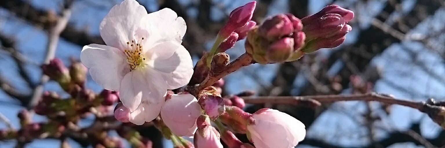 esakura39's profile banner image