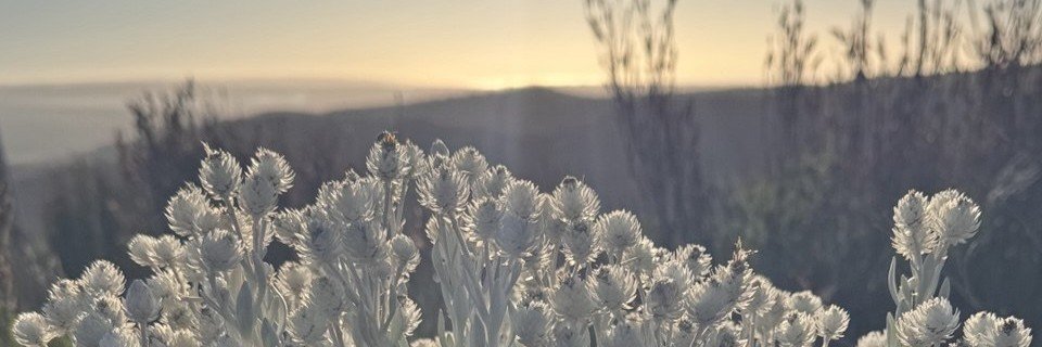 hivechamber's profile banner image
