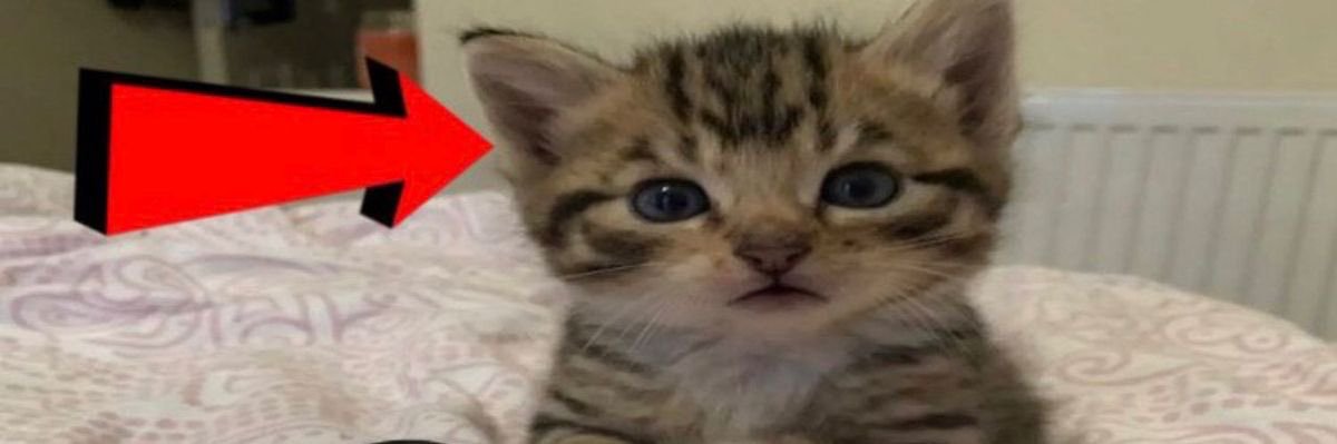 ⁺‧₊˚ ཐི charchar ཋྀ ˚₊‧⁺ ⚞•⚟ banner