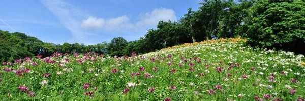 とろたま banner
