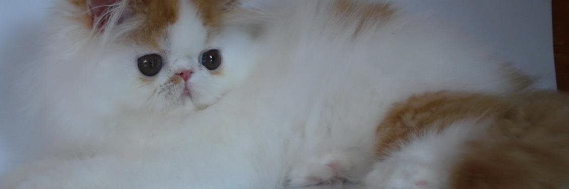 CatsNapoleon's profile banner image