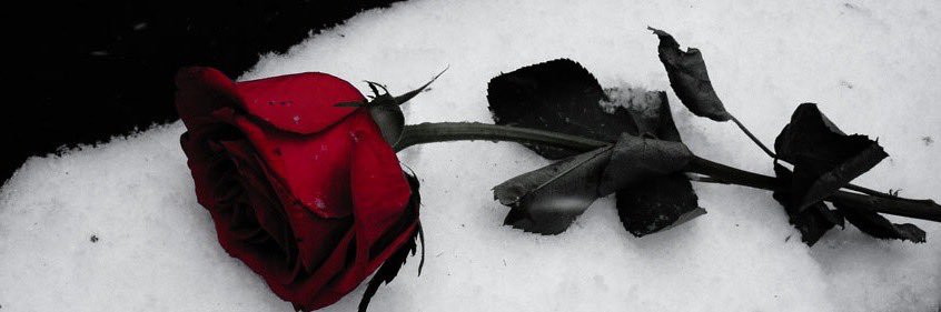 Alec Snow. banner