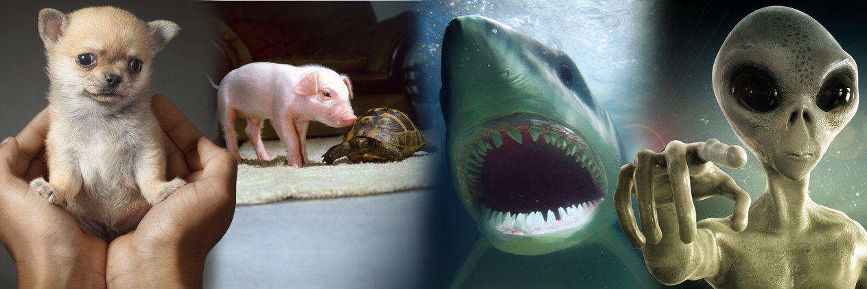 Mirror Weird News banner