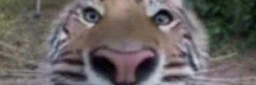 🔞HybridAD🔞 banner