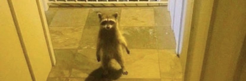 Liberty Biberty banner