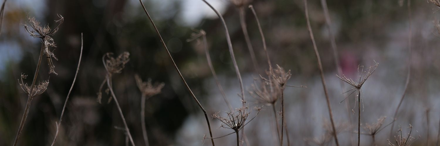 flamenkusche's profile banner image