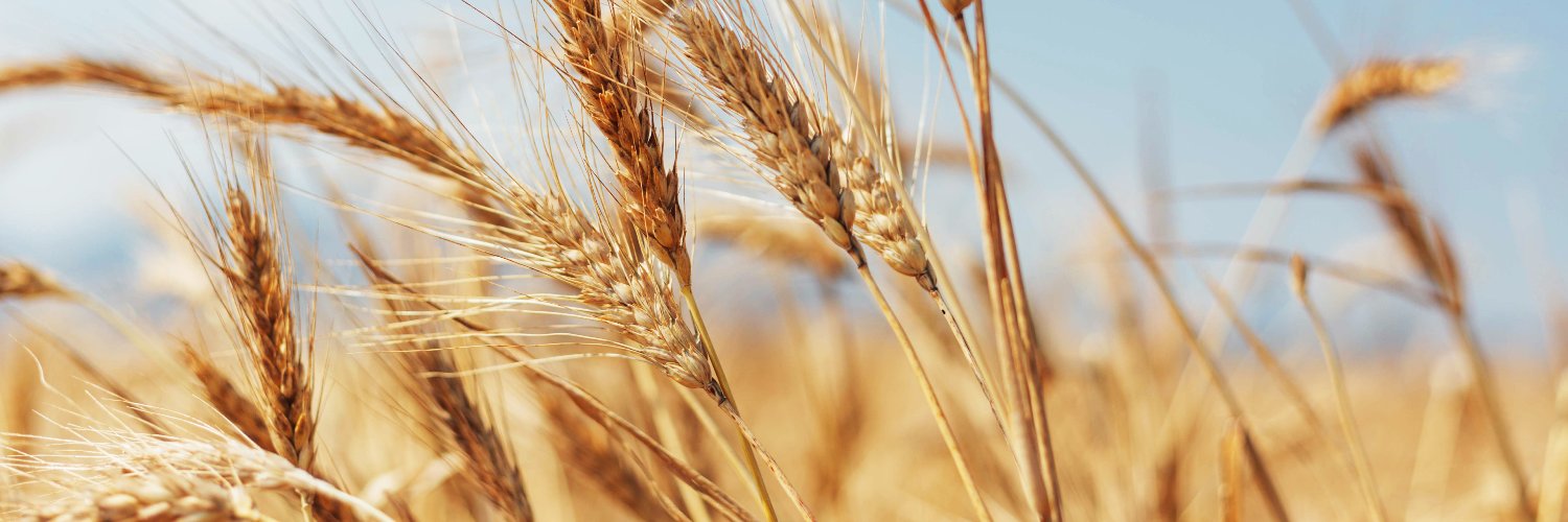 Tritordeum banner