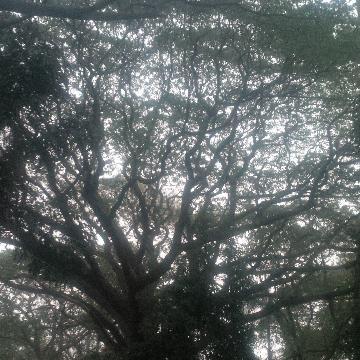 Mandar Phanse banner