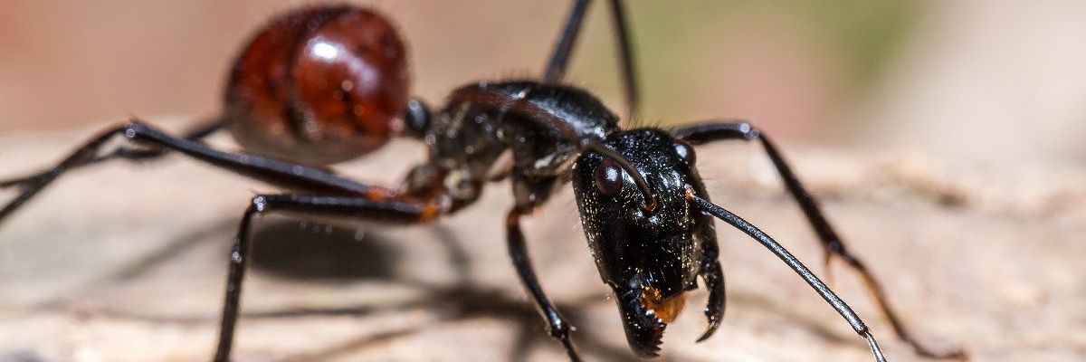 AlbertStevanus0's profile banner image