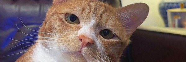 CHOMPUTRIPLES Profile Banner