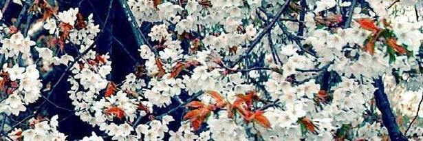 Yeon_Sooo's profile banner image