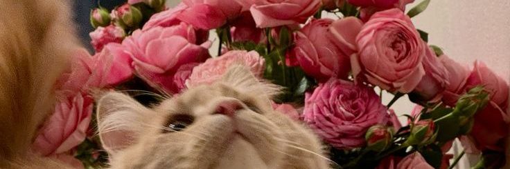بدور🌺 banner