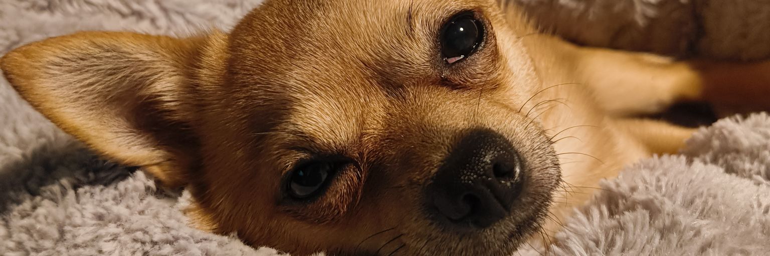 kyeahoo enjoyer banner