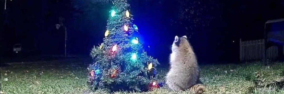 Sr Mapache 🦝🏆³ banner