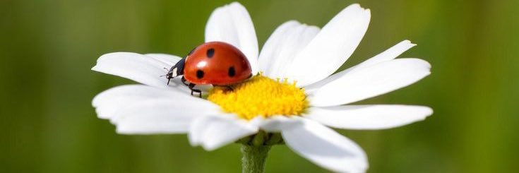 k@nTRi Ⓜ️Ⓜ️ banner